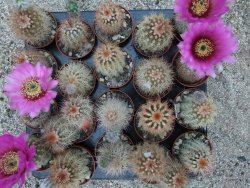 Echinocereus bayleyi DJF 1327 Oklahoma Park pot 5,5 cm - 12372779