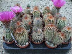 Echinocereus bayleyi DJF 1327 Oklahoma Park pot 5,5 cm - 12372780