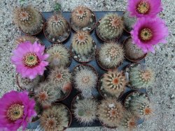 Echinocereus bayleyi DJF 1327 Oklahoma Park pot 5,5 cm - 12372781