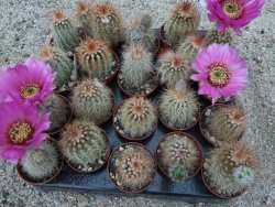 Echinocereus bayleyi DJF 1327 Oklahoma Park pot 5,5 cm - 12372782