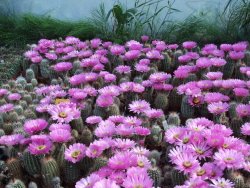 Echinocereus bayleyi DJF 1327 Oklahoma Park pot 5,5 cm - 12387935