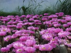 Echinocereus baileyi DJF 1327 Medicine Park, pot 5,5 cm - 12387936