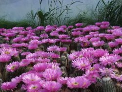 Echinocereus bayleyi DJF 1327 Oklahoma Park pot 5,5 cm - 12387936