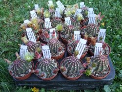 Echinocereus viridiflorus SB 167 Torance