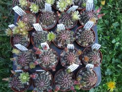 Echinocereus viridiflorus SB 167 Torance - 12372752