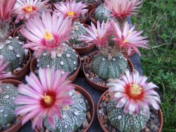 Astrophytum X asterias A flower