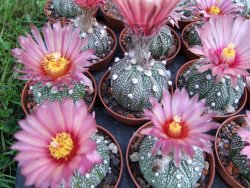 Astrophytum X asterias A flower - 12372829