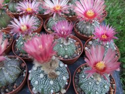 Astrophytum X asterias A flower - 12372830