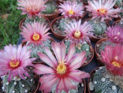 Astrophytum X asterias A flower - 12372831