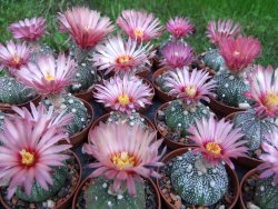 Astrophytum X asterias A flower - 12372832