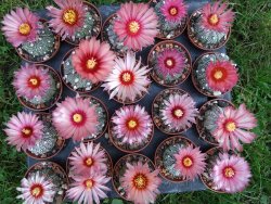 Astrophytum X asterias A flower - 12372833