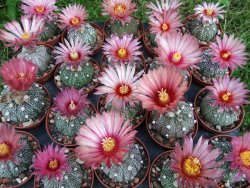 Astrophytum X asterias A flower - 12372834