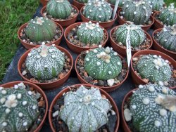 Astrophytum X asterias A flower - 12372836