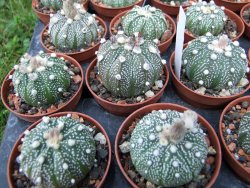 Astrophytum X asterias A flower - 12372837