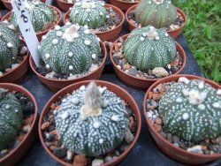 Astrophytum X asterias A flower - 12372838