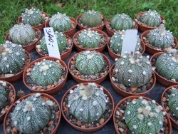 Astrophytum X asterias A flower - 12372839