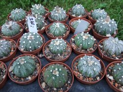 Astrophytum X asterias A flower - 12372841