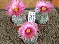 Astrophytum X asterias A+ flower