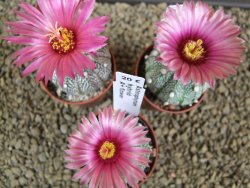 Astrophytum X asterias A+ flower - 12378942