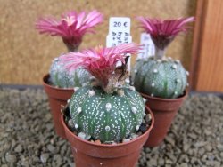 Astrophytum X asterias A+ flower - 12378943