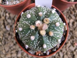 Astrophytum X asterias A+ flower - 12378944