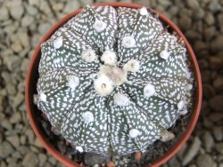 Astrophytum X asterias A+ flower - 12378945