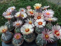 Astrophytum hybrid B flower pot 5,5 cm
