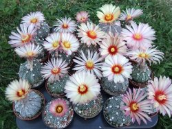 Astrophytum hybrid B flower pot 5,5 cm - 12397916