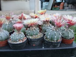 Astrophytum hybrid B flower pot 5,5 cm - 12397917