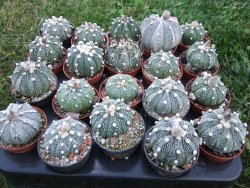 Astrophytum hybrid B flower pot 5,5 cm - 12397918