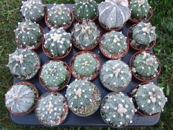Astrophytum hybrid B flower pot 5,5 cm - 12397919