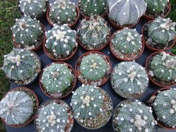 Astrophytum hybrid B flower pot 5,5 cm - 12397920