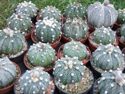 Astrophytum hybrid B flower pot 5,5 cm - 12397921