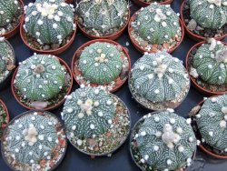 Astrophytum hybrid B flower pot 5,5 cm - 12397922
