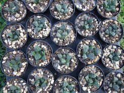 Ariocarpus fissuratus Cuatro Cienegas pot 5,5 cm - 12373025