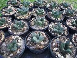Ariocarpus fissuratus Cuatro Cienegas pot 5,5 cm - 12373026