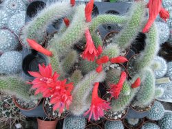 Hildewinteria colademononis "Monkey tail", pot 5,5 cm - 12373914