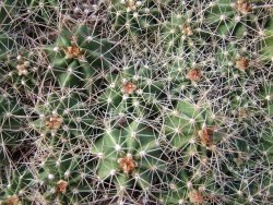 Echinocereus triglochidiatus Santa Fe pot 5,5 cm