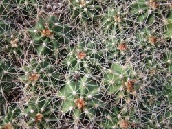 Echinocereus triglochidiatus Santa Fe