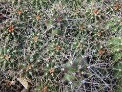 Echinocereus triglochidiatus Santa Fe pot 5,5 cm - 12377098