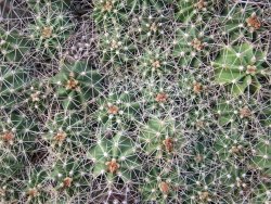 Echinocereus triglochidiatus Santa Fe pot 5,5 cm - 12377099