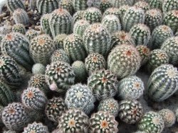 Echinocereus oklahomensis HK 1844 - 12377116