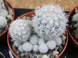 Escobaria sneedii CITES IA pot 5,5 cm, seedling - 12389822