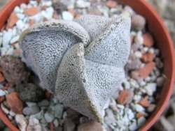 Astrophytum coahuilense tricostatum pot 5,5 cm