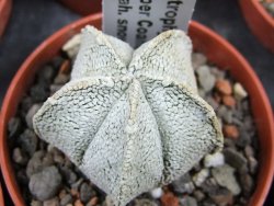 Astrophytum coahuilense snow (Super Coahuilense) pot 5,5 cm