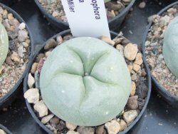 Lophophora difusa, pot 5,5 cm