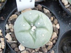 Lophophora difusa, pot 5,5 cm - 12374260