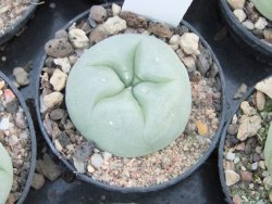 Lophophora difusa, pot 5,5 cm - 12374261