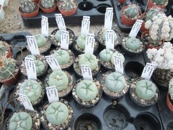 Lophophora difusa, pot 5,5 cm - 12374262