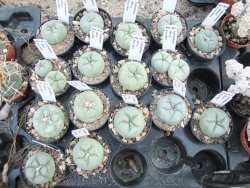 Lophophora difusa, pot 5,5 cm - 12374263